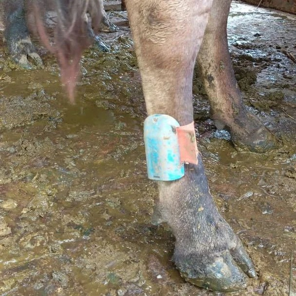 Cattle Ear Tag Applicator - Étiquette auriculaire pour vaches laitières avec