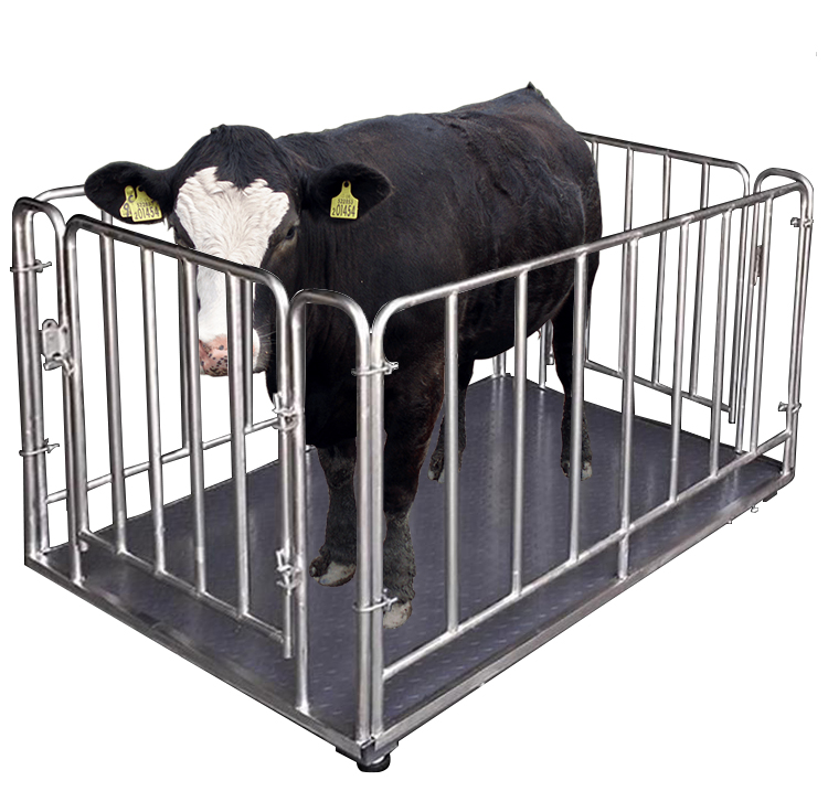 Cattle Weighing Scale Digital - Balances électroniques numériques pour animaux d'élevage,