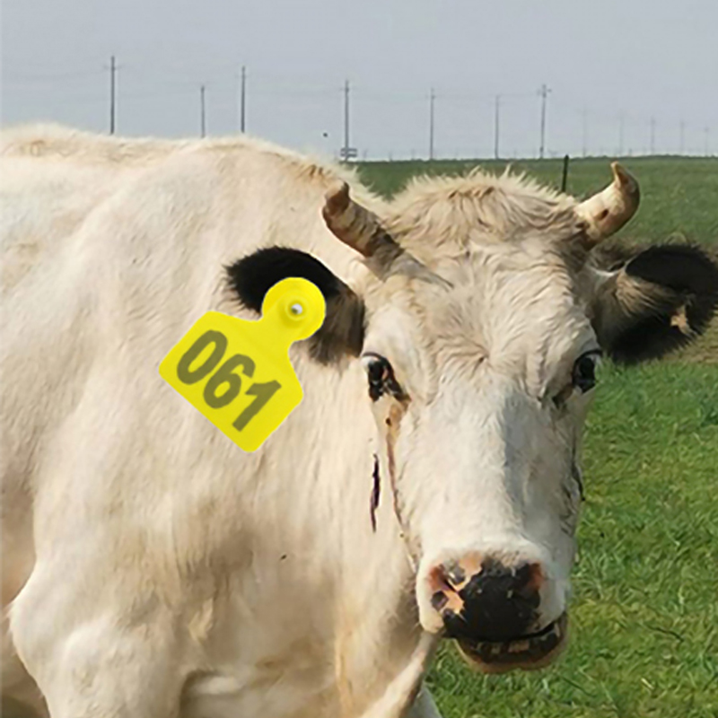Étiquette d'identification en  - Cattle Ear Tag Applicator avis et prix