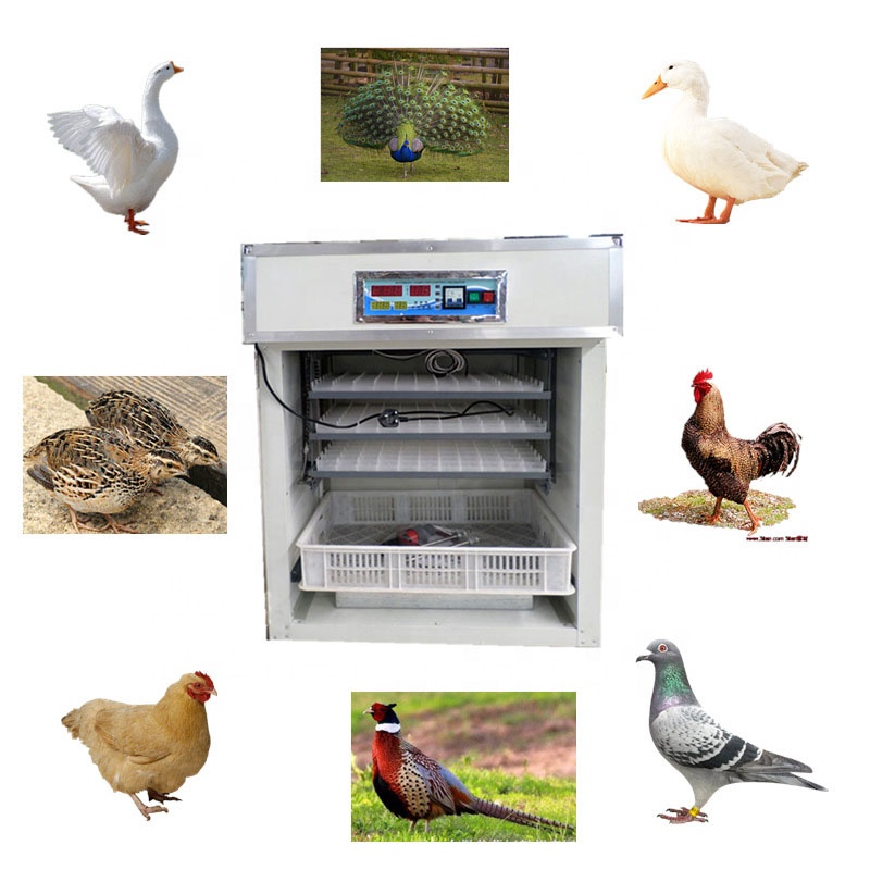 Incubateur automatique d'œufs, - Poultry Incubator 96 Eggs avis et prix