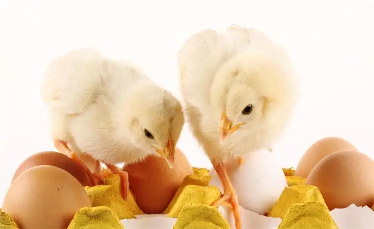 Incubateur à œufs pour volaill - Poultry Incubator 96 Eggs avis et prix
