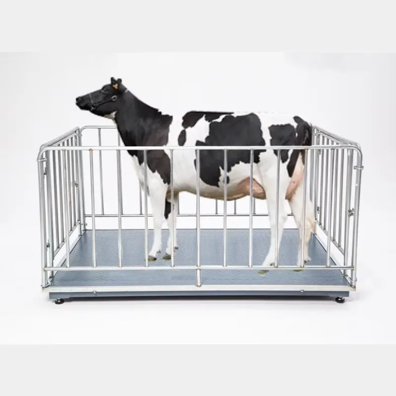 Balance numérique pour bétail  - Cattle Weighing Scale Digital avis et prix